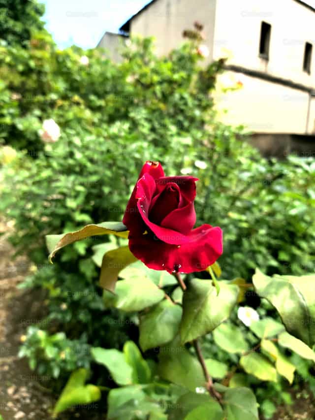 Rosas sa hardin - Mga Catholic stock image