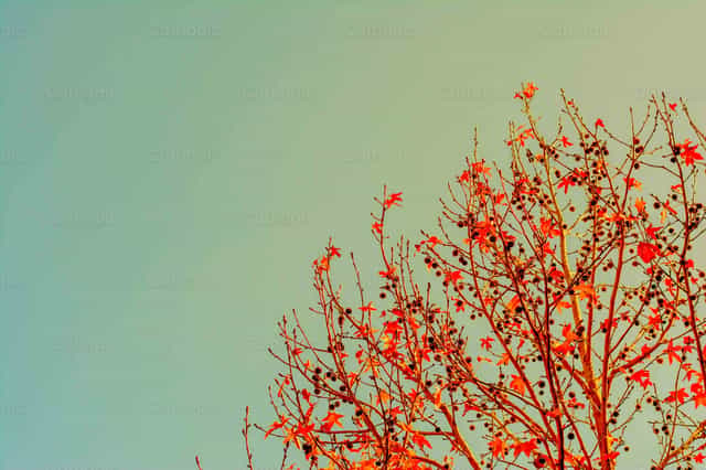Tree and sky - Catholic stock images