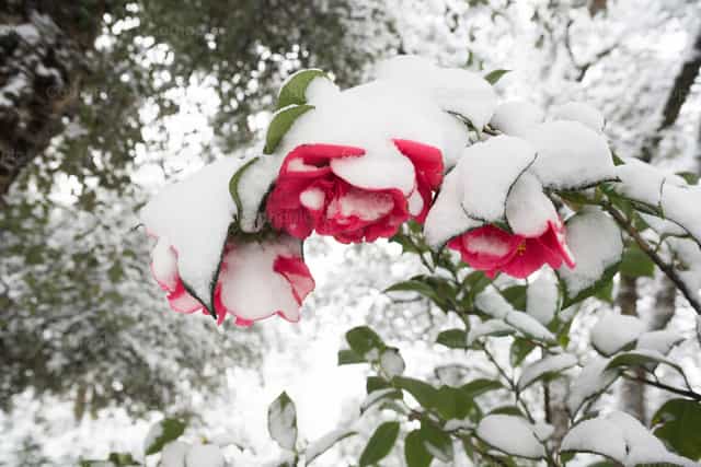 Rosas cubiertas de nieve - Banco de imágenes católicas