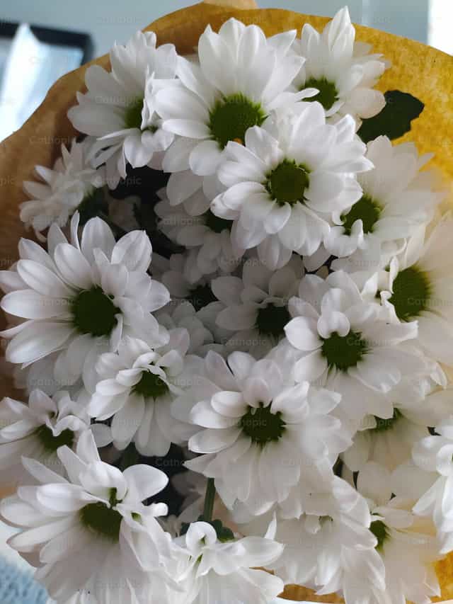 Mis primeras flores - Banco de imágenes católicas