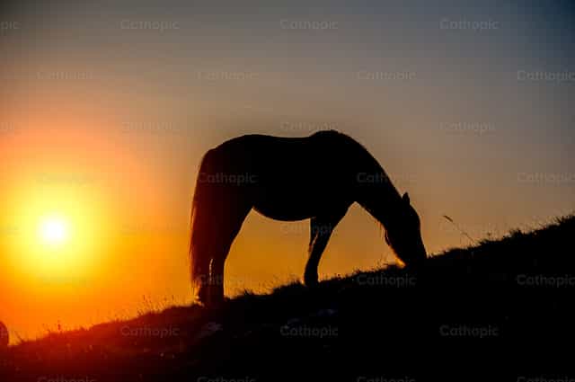 Caballo al atardecer - Banco de imágenes católicas - Fotografía por Pierluigi Palazzi