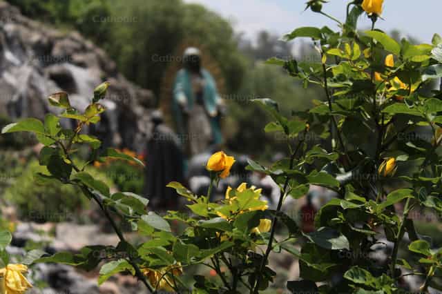 Flowers and the Guadalupana - Catholic stock images