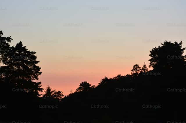 Afternoon in the forest - Catholic stock images