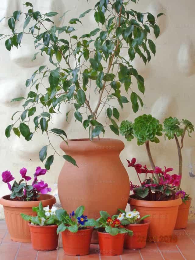 Mga Bulaklak - Mga Catholic stock image