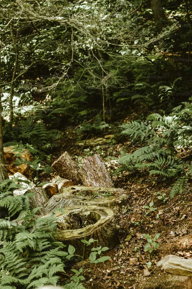 Wald von Pennsylvania / Wildnis - Katholische Stockfotos