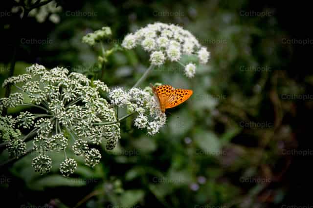 mariposa posando en flor - Banco de imágenes católicas