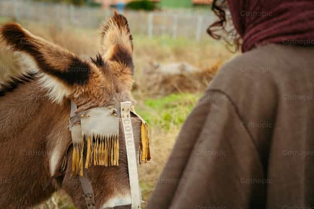 Jesús y el burro - Banco de imágenes católicas
