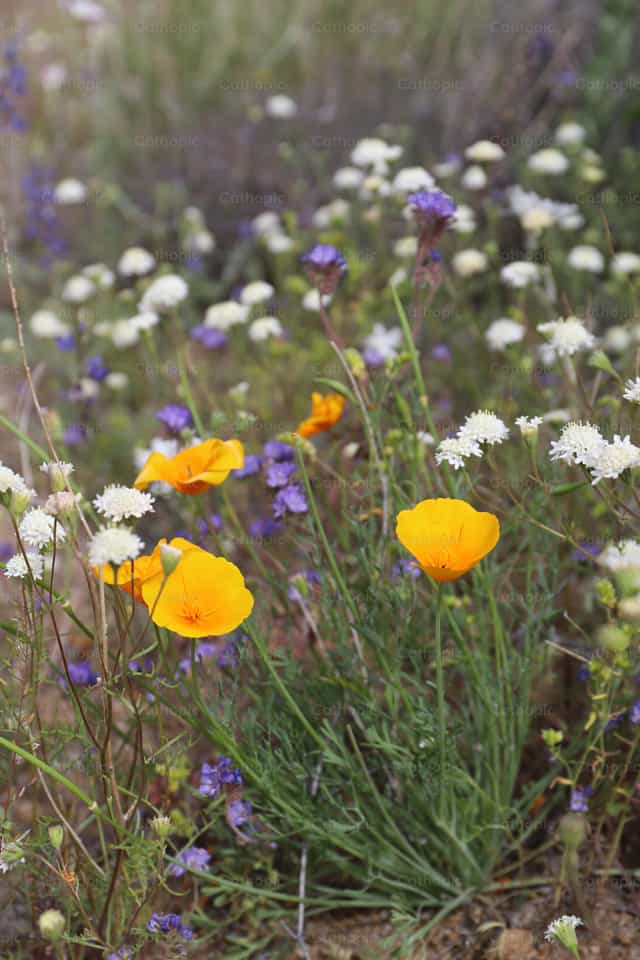 Flores del desierto - Banco de imágenes católicas