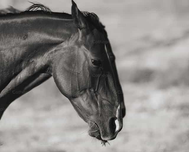 Horse - Banco de imágenes católicas - Fotografía por Santiago de la Hoz