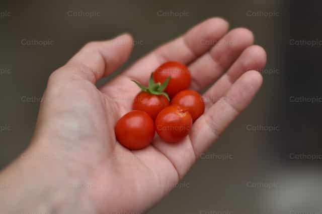 Frutos tomate cherry - Banco de imágenes católicas - Fotografía por Marisol Ramos