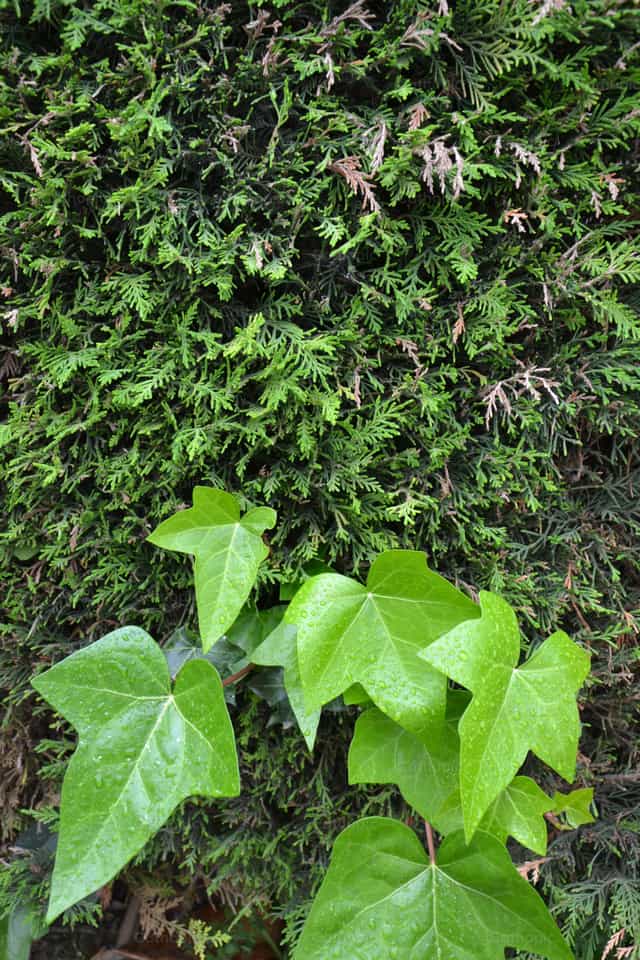 Plantas y hojas verdes - Banco de imágenes católicas
