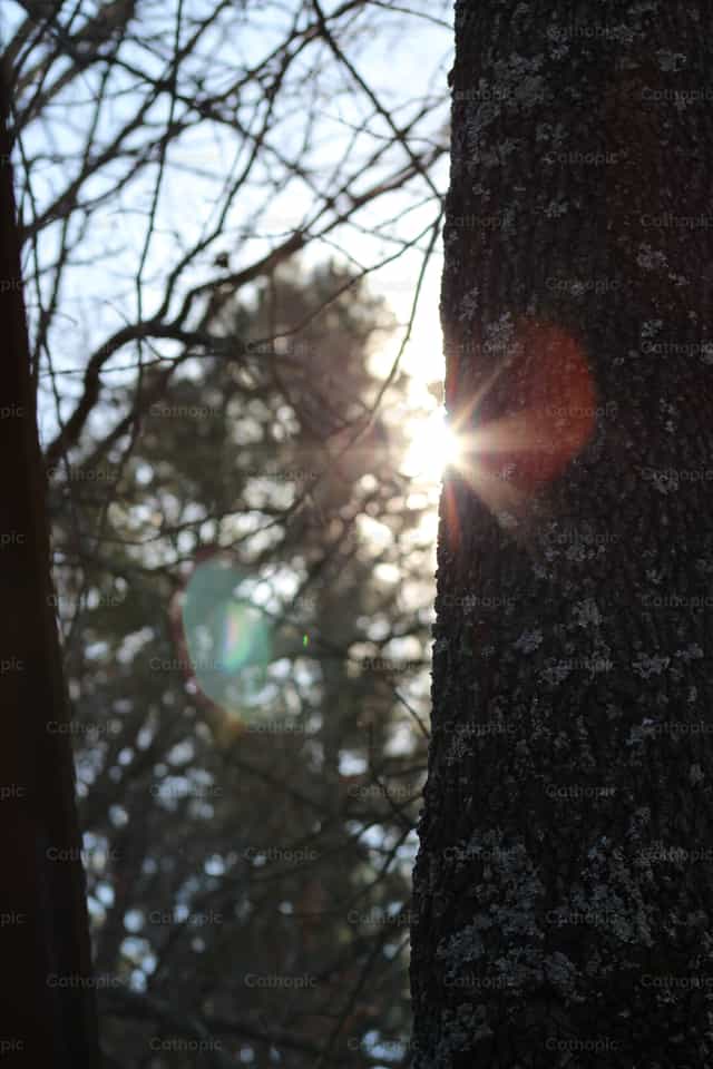 Nascer do sol na floresta - Imagens católicas de stock - Foto de Aqu Alvarez