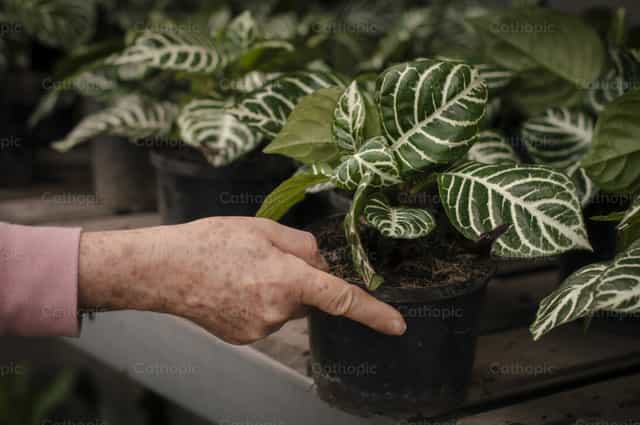 Cuidado de la naturaleza - Banco de imágenes católicas - Fotografía por Carolina BR