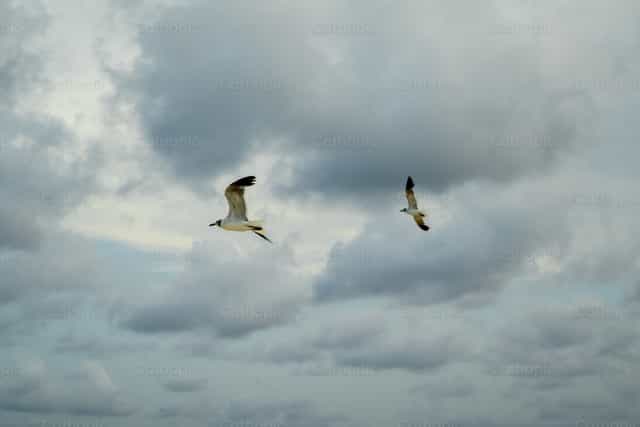 Gaviotas volando - Banco de imágenes católicas