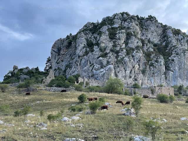 Vaches - Images catholiques de stock - Photo de Lupe Belmonte
