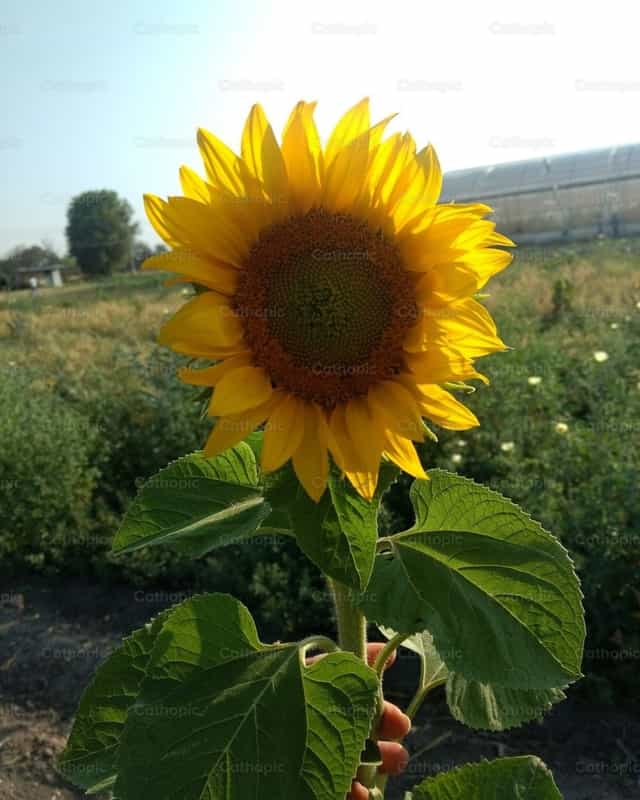 Sunflower - Catholic stock images - Photo by Blanca Alvarez
