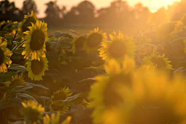 Tournesols - Images catholiques de stock