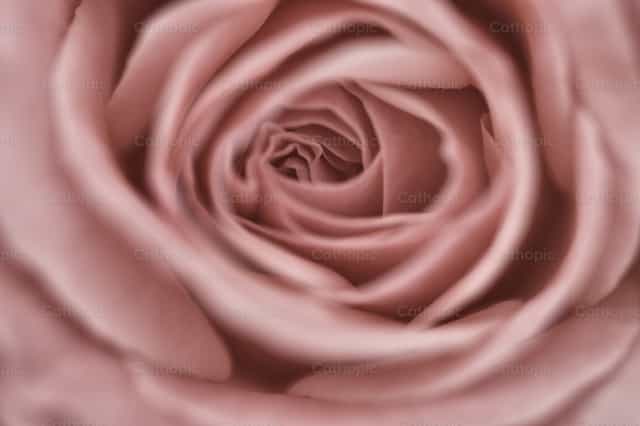 Laberinto y rosa - Banco de imágenes católicas - Fotografía por Julián Iglesias