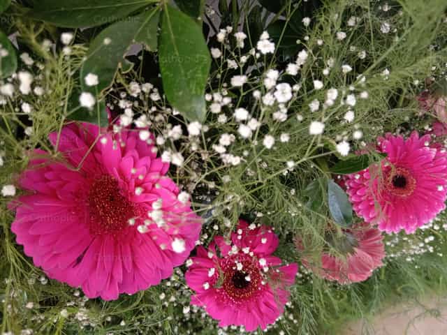 Flores de Maria - Banco de imágenes católicas