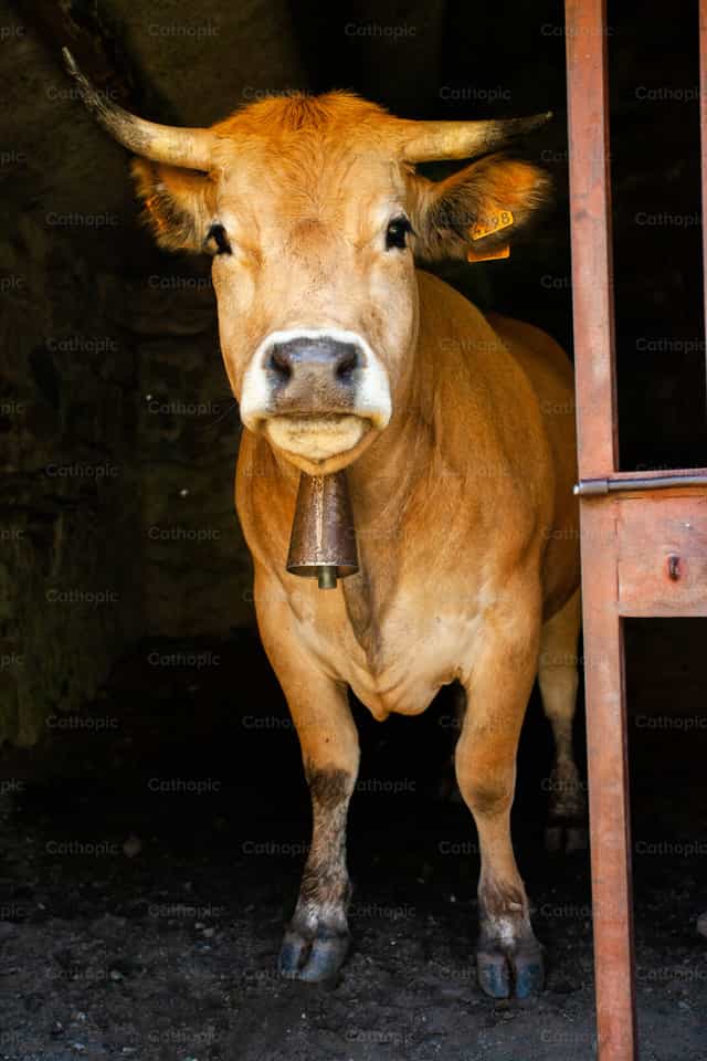 Vaca en rancho - Banco de imágenes católicas - Fotografía por José Ángel SH