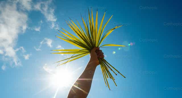 Palms to Heaven - Catholic stock images