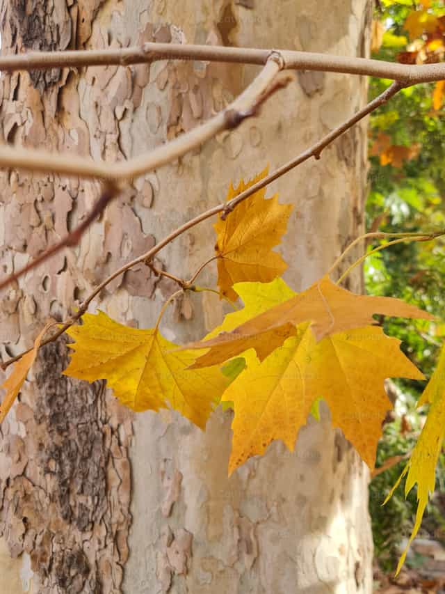 Otoño - Banco de imágenes católicas - Fotografía por Paola Rossinelli