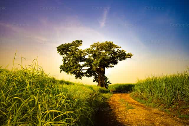 Camino natural - Banco de imágenes católicas