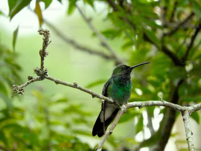 Colibrí esmeralda posado sobre un rama - Banco de imágenes católicas