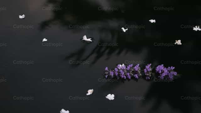 Flores Flutuantes - Imagens católicas de stock