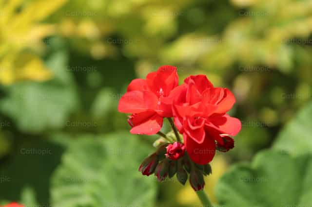 Una flor roja - Banco de imágenes católicas