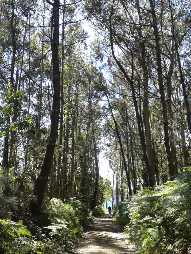 Bosque - Banco de imágenes católicas