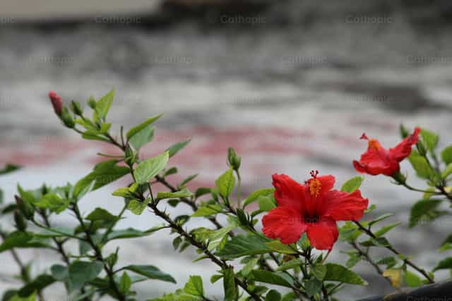 Flowers - Catholic stock images
