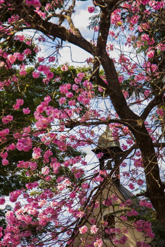 Flores en el exterior de la Capilla - Banco de imágenes católicas - Fotografía por Lichi Mariño