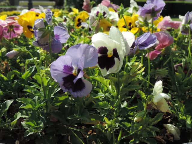 Fiori - Immagini stock cattoliche