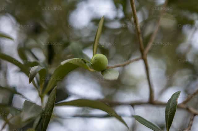 Aceituna Verde - Banco de imágenes católicas - Fotografía por Titi Maciel Pérez