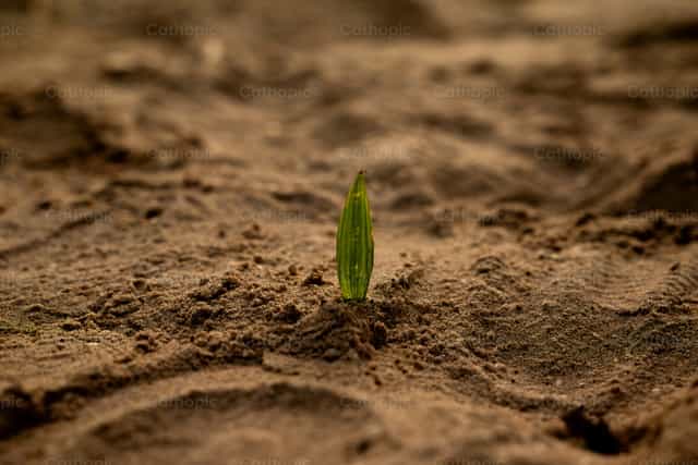 Un pequeño brote de planta en la tierra - Banco de imágenes católicas
