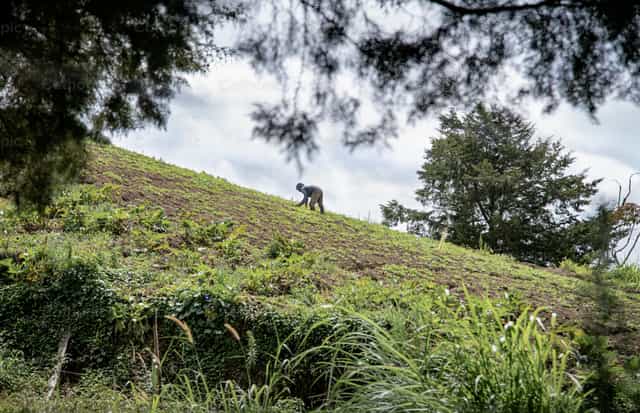 The sower placing the seed in the ground - Catholic stock images - Photo by Carolina BR