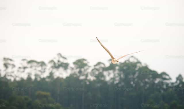 Gaviota volando - Banco de imágenes católicas