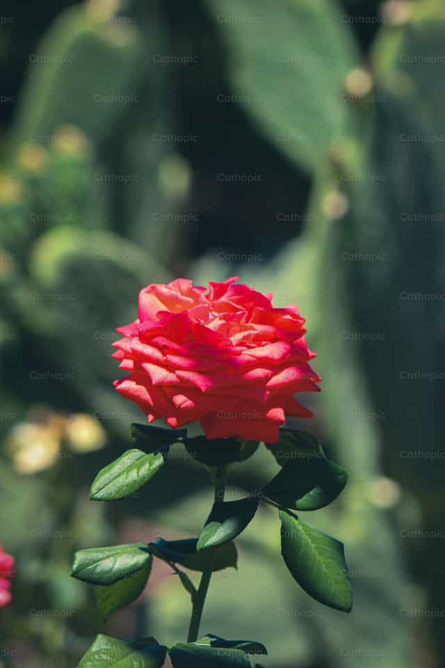 Rose - Images catholiques de stock