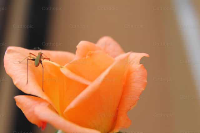 Flora y Fauna - Banco de imágenes católicas - Fotografía por patricia93