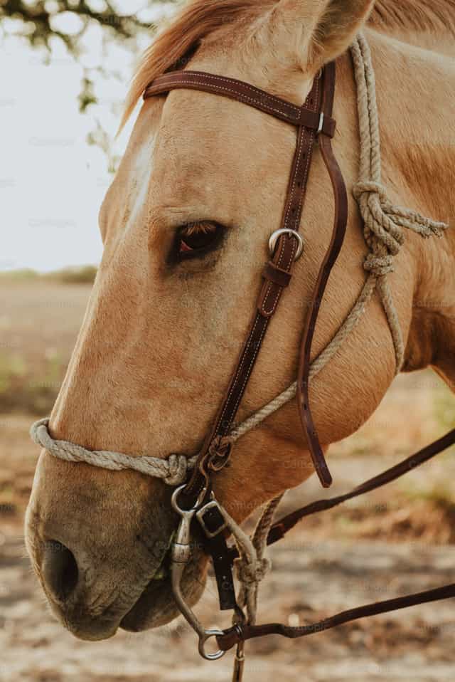 Caballo - Banco de imágenes católicas - Fotografía por Gerardo Juarez