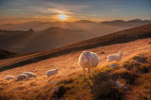 Animals in freedom, grazing - Catholic stock images - Photo by Pierluigi Palazzi