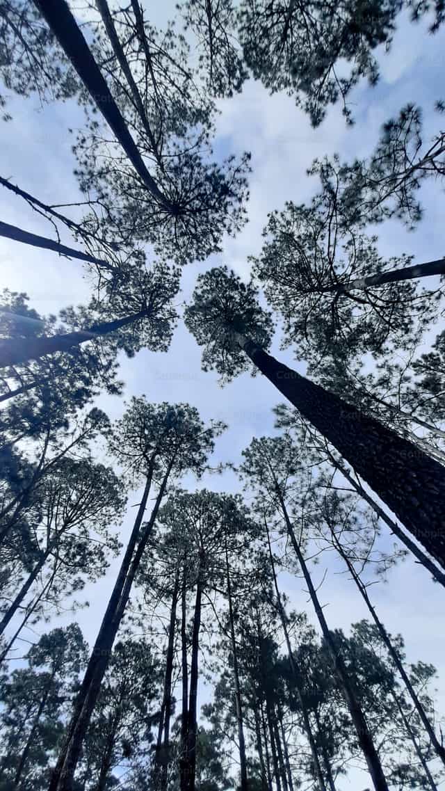 Arbres dans la forêt - Images catholiques de stock - Photo de Saul Ibarra