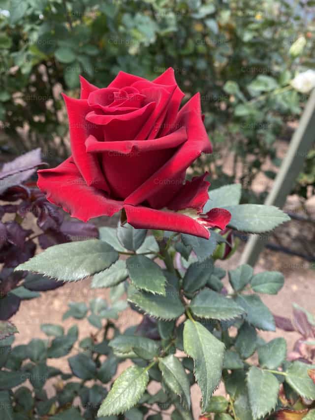 Rosa roja - Banco de imágenes católicas