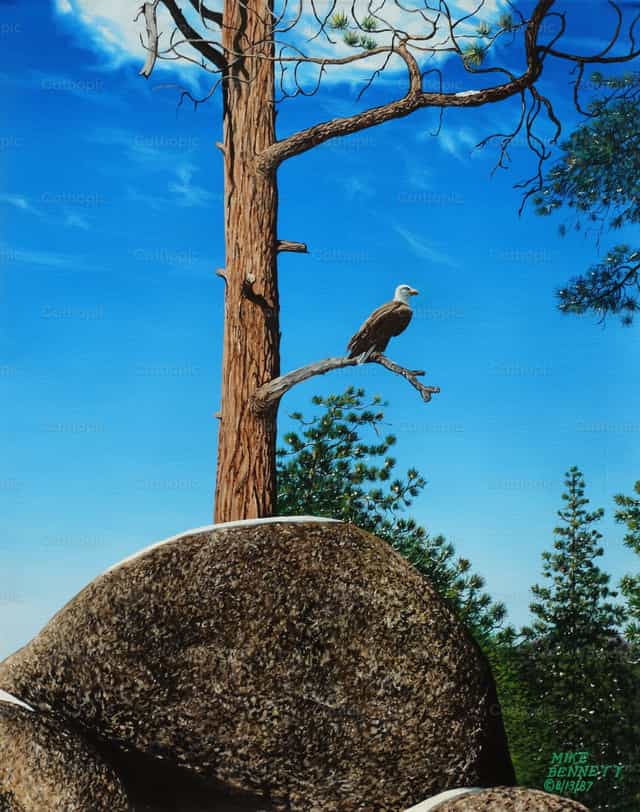 Adelaar bij Big Bear Forest - Katholieke stockfoto's