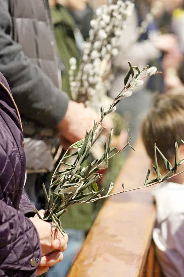 Mãos segurando ramos de oliveira no Domingo de Ramos - Imagens católicas de stock - Foto de Cristina Grigore