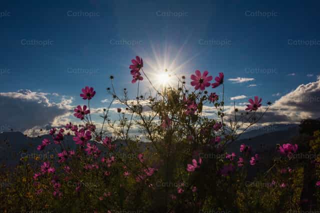 Wilde bloemen in tegenlicht - Katholieke stockfoto's - Foto door Francisco Javier Bartolón