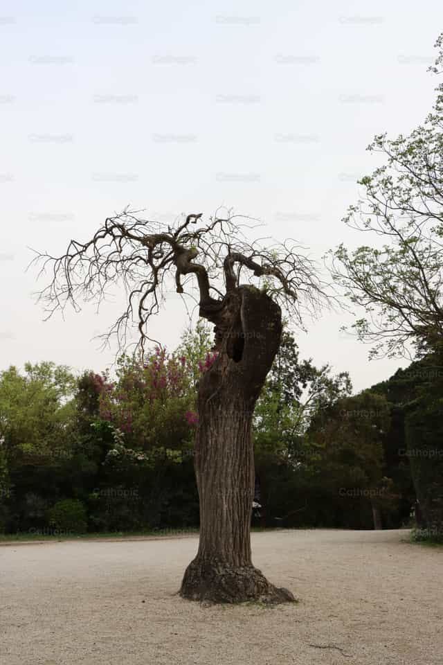 Tree of life - Catholic stock images - Photo by Frames Cristianos