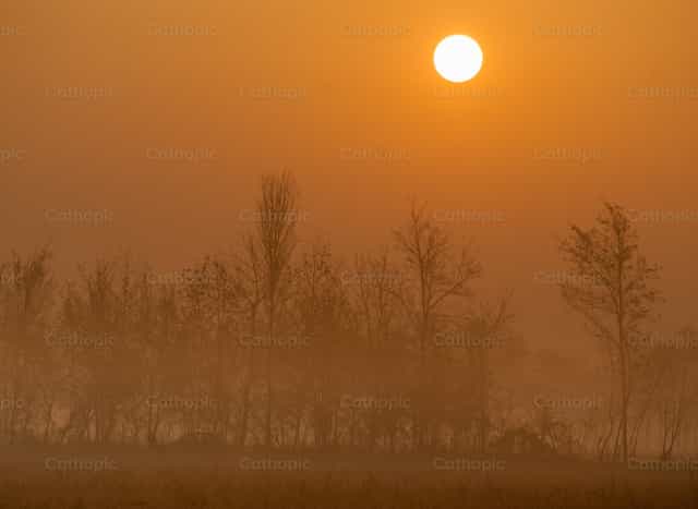 Árboles en la niebla por la mañana. - Banco de imágenes católicas - Fotografía por Pierluigi Palazzi