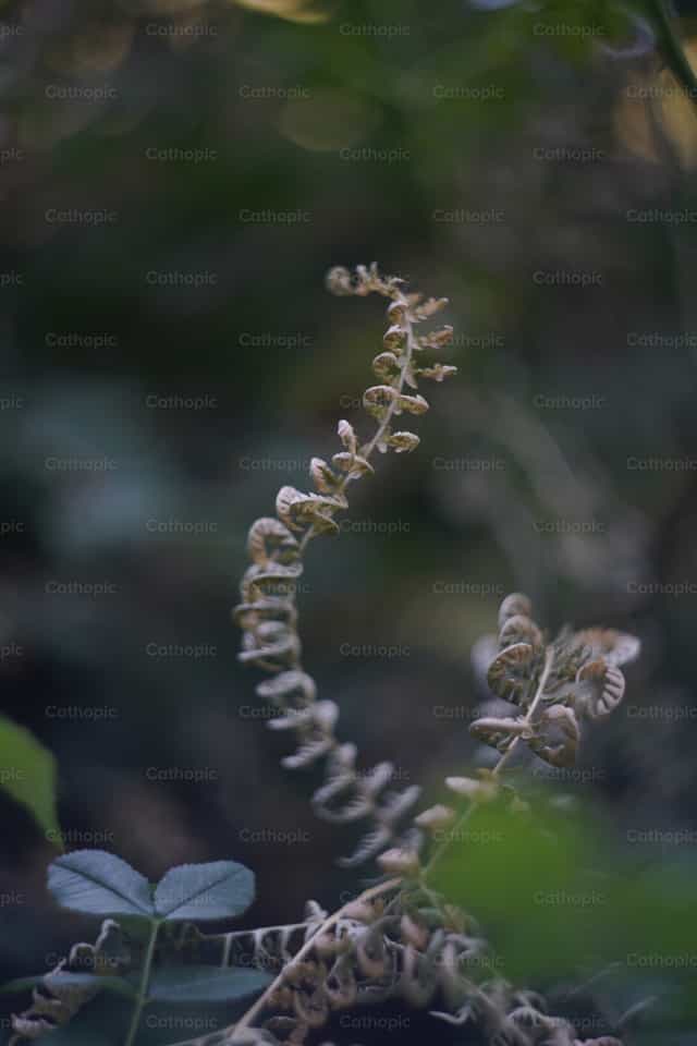 Naturaleza - Banco de imágenes católicas - Fotografía por Lupe Belmonte